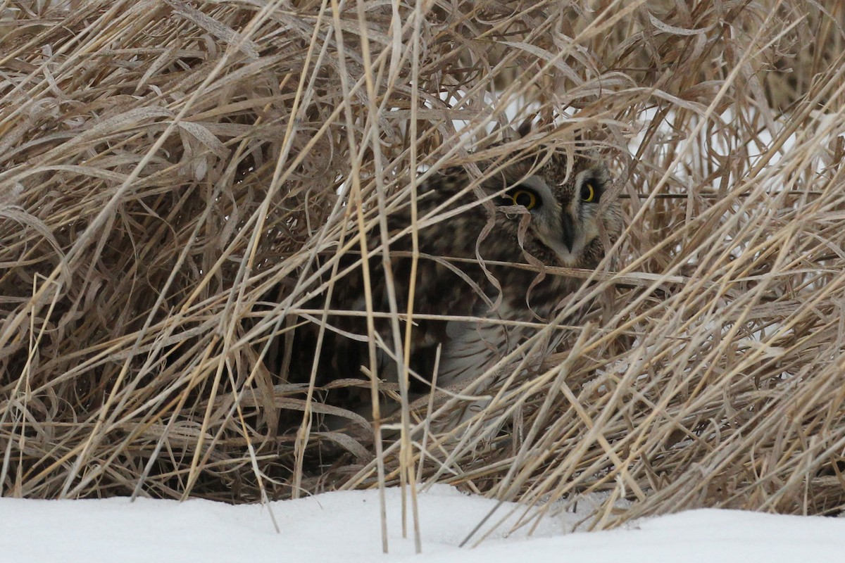 Short-eared Owl - ML210010681