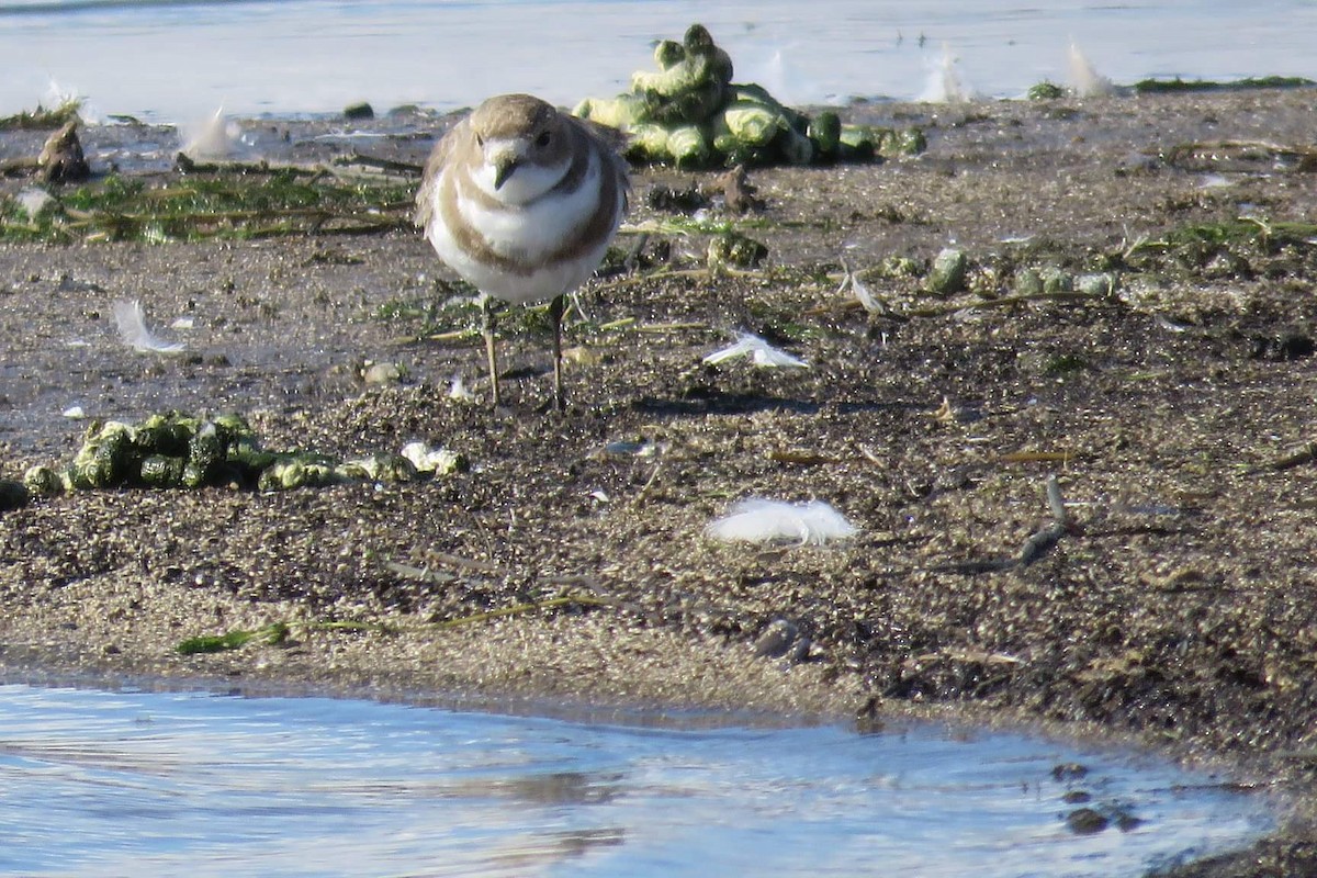 Two-banded Plover - ML210011571