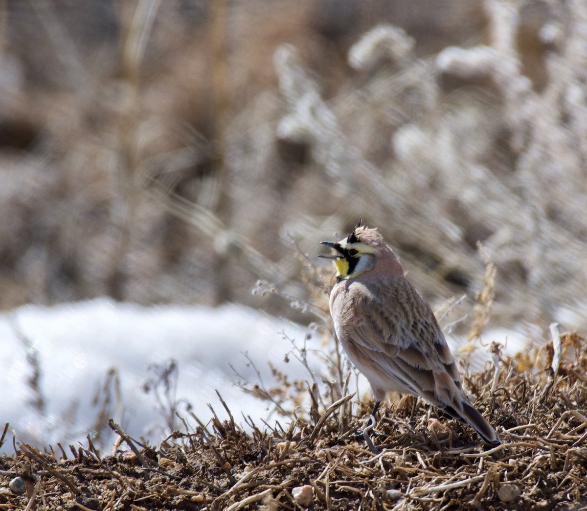 Horned Lark - ML210011901