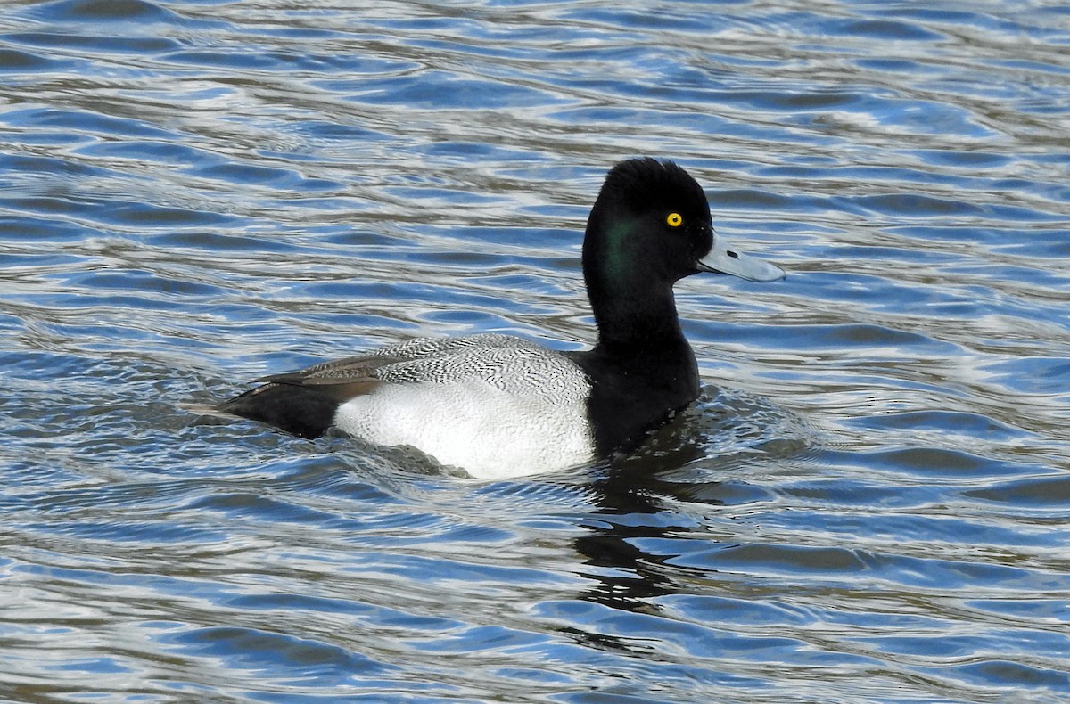 Lesser Scaup - ML210012231