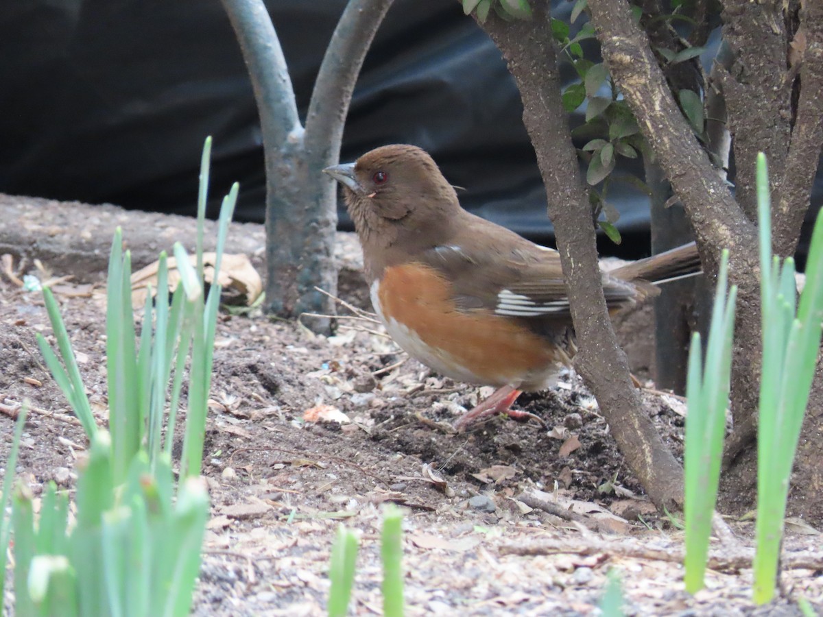 Eastern Towhee - April Pufahl