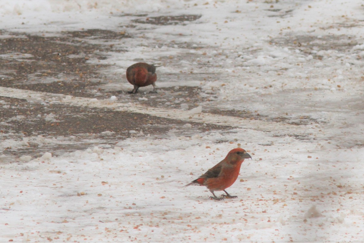 Red Crossbill - ML210014171