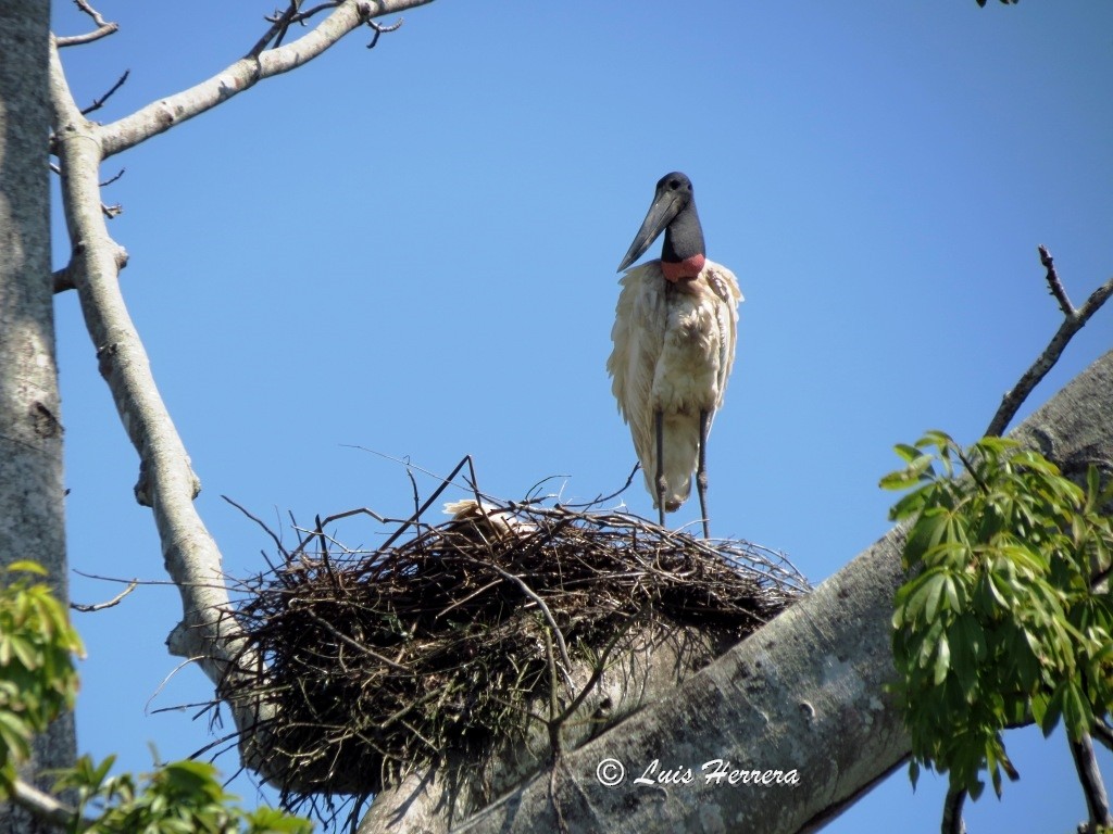 Jabiru - ML210014881