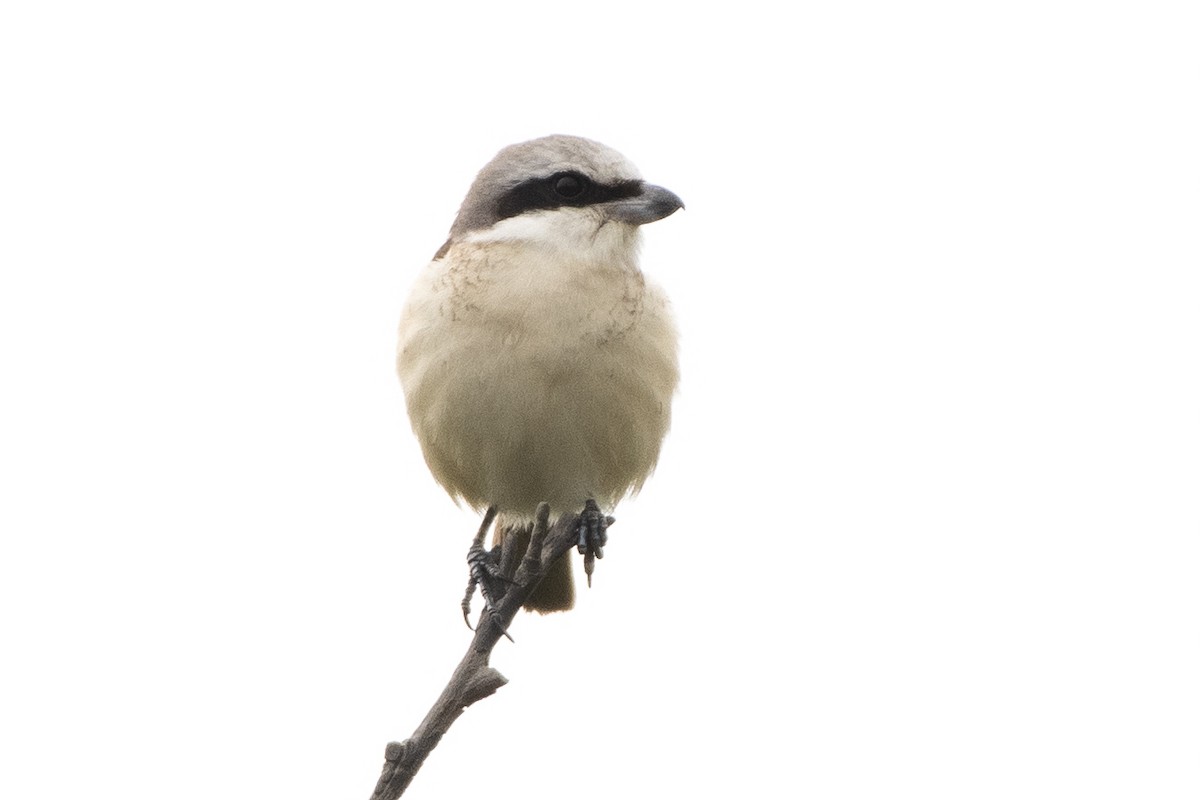 Brown Shrike - ML210015231