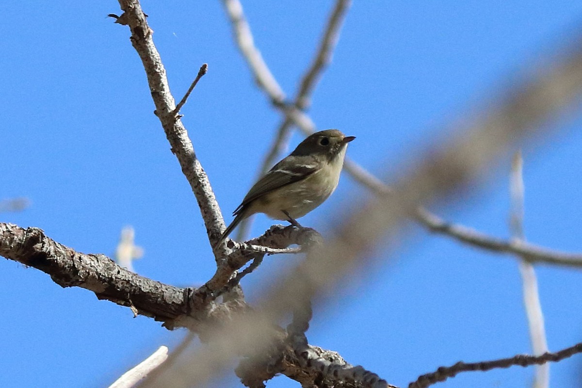 Hutton's Vireo - ML210015971