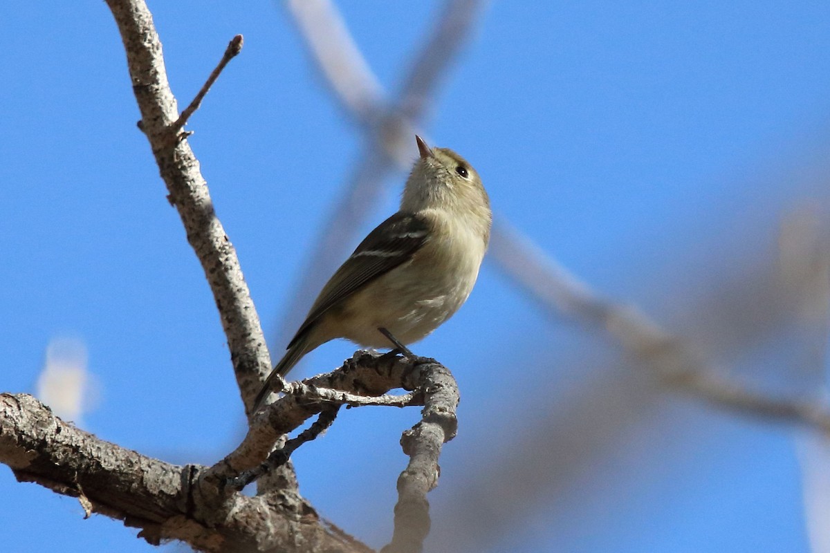 Hutton's Vireo - ML210015981