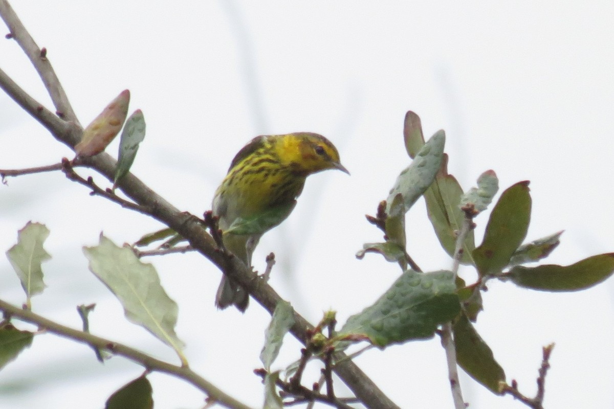 Cape May Warbler - ML210017511