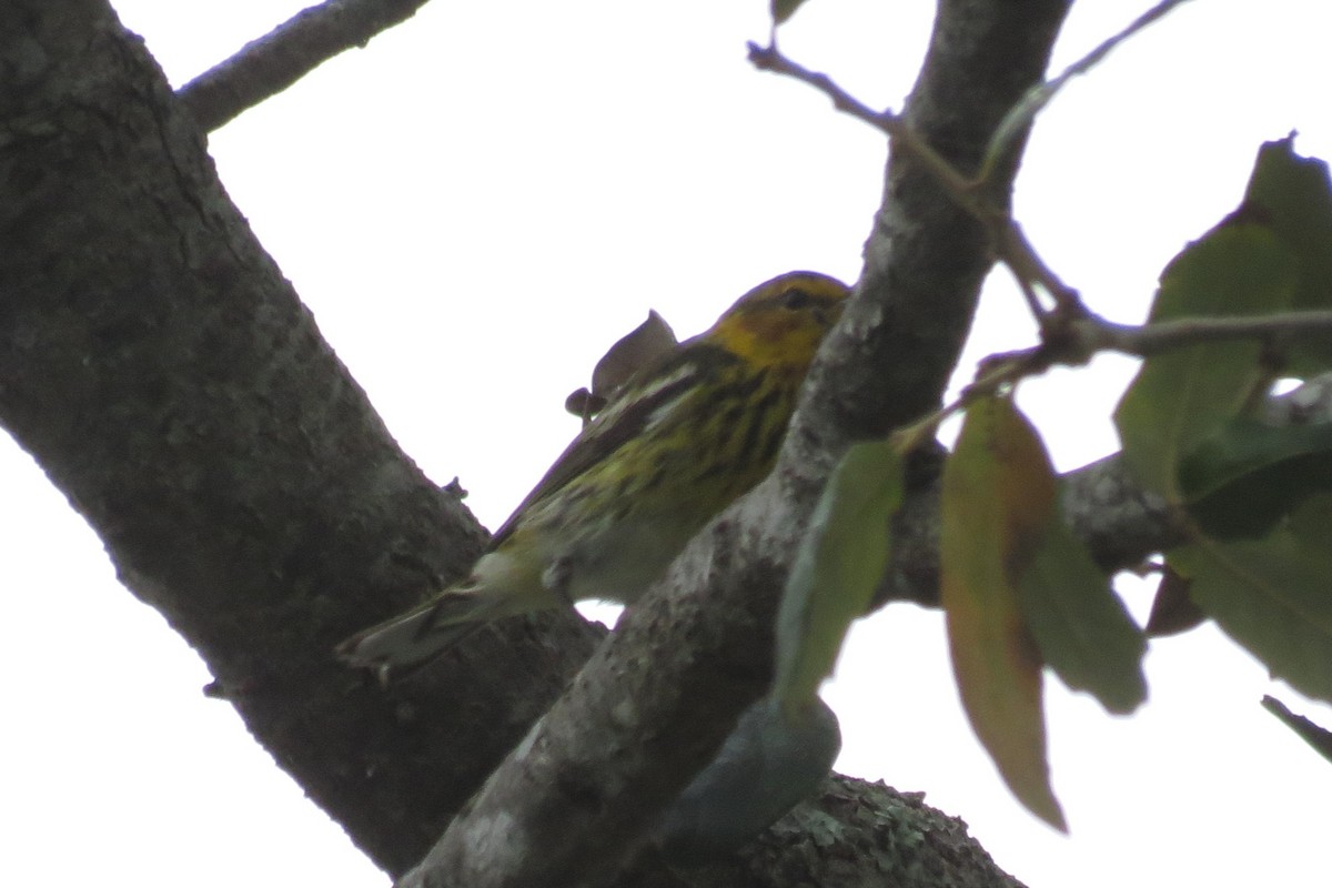 Cape May Warbler - ML210017521