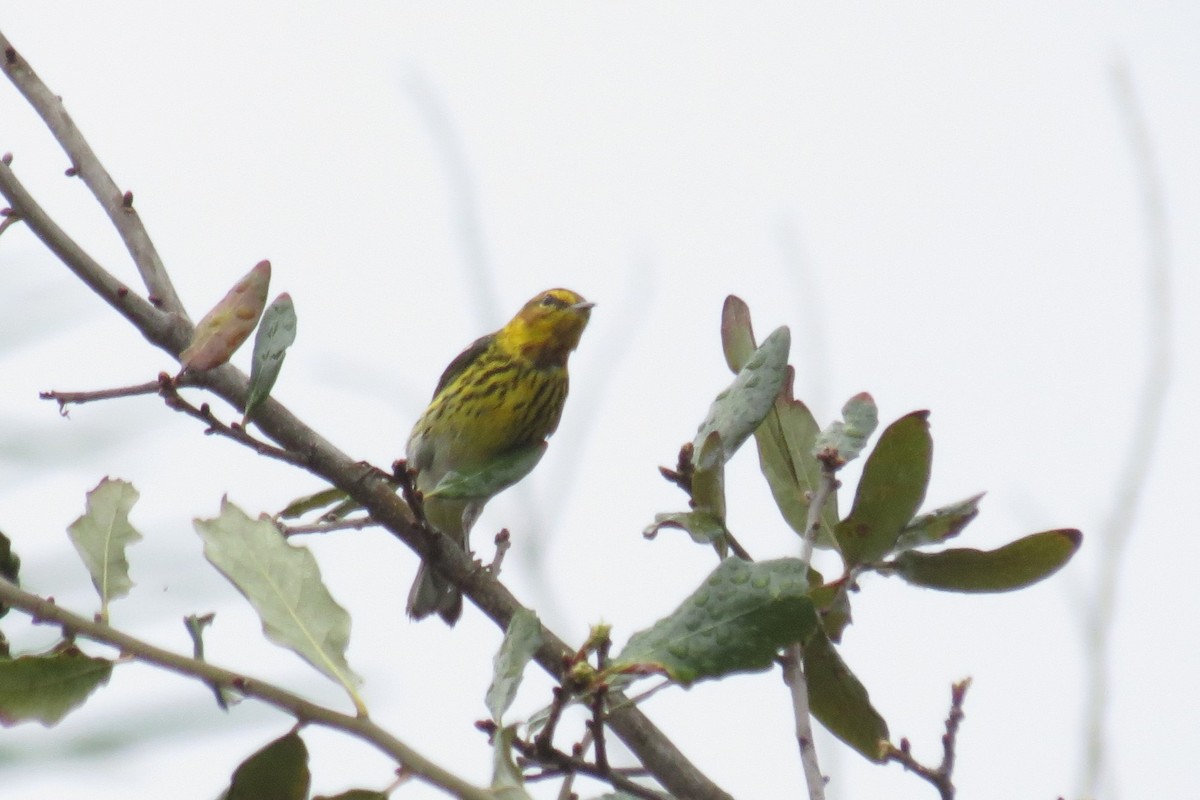 Cape May Warbler - ML210017541