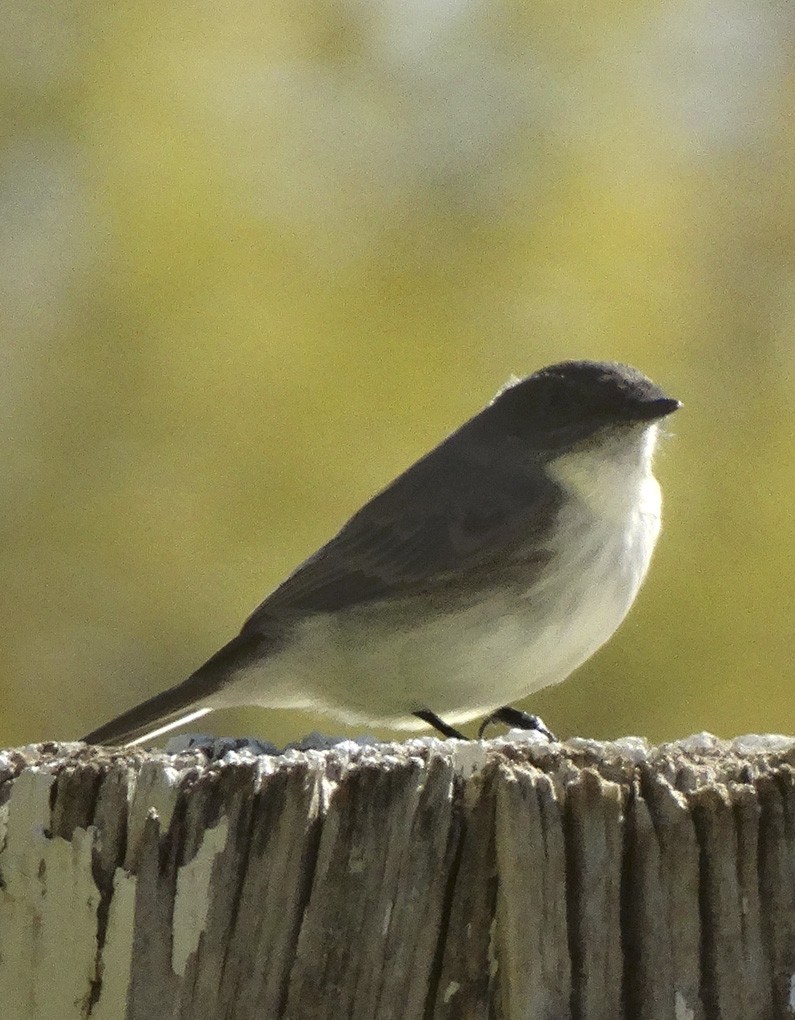 Eastern Phoebe - ML21001771