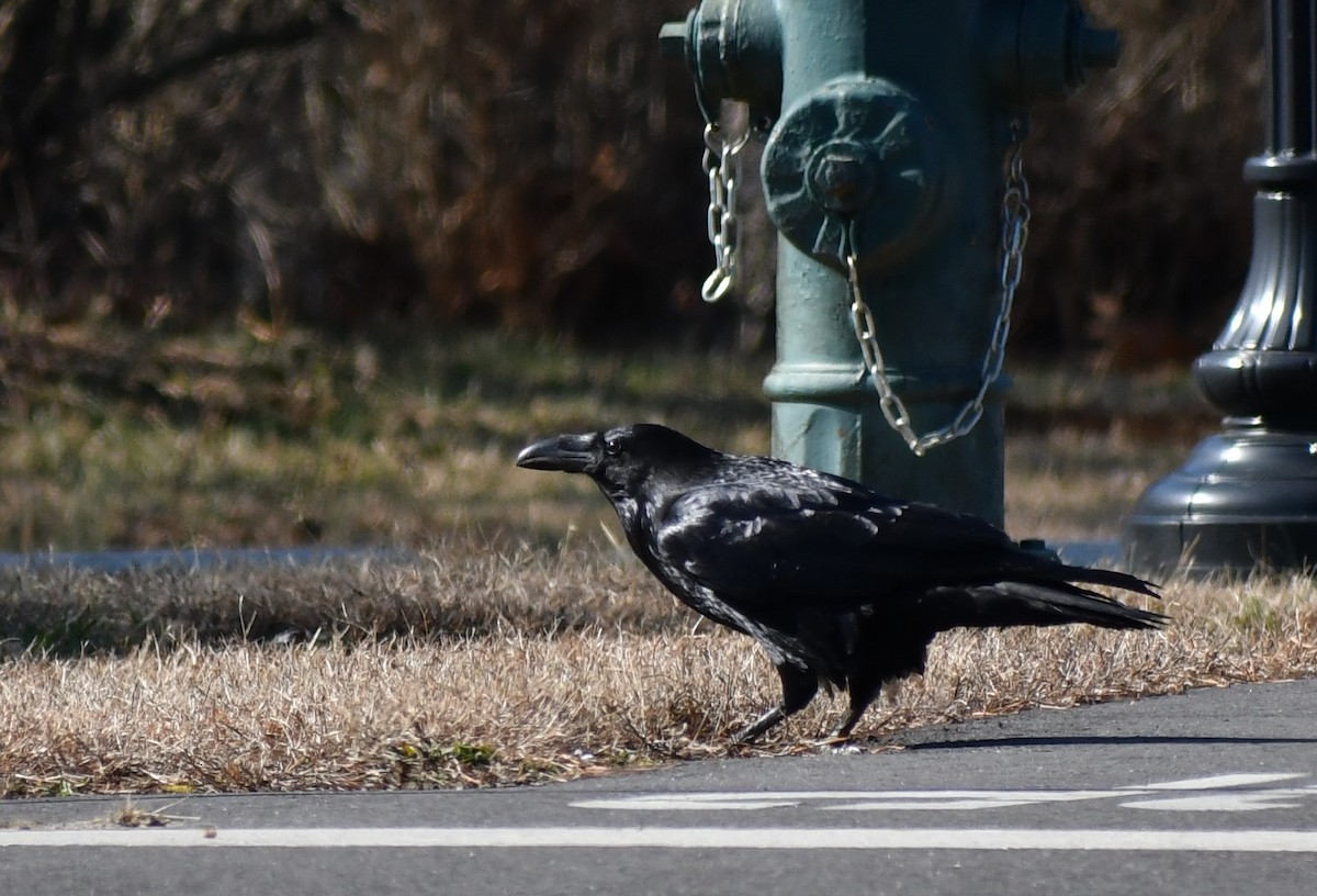 Common Raven - ML210018921