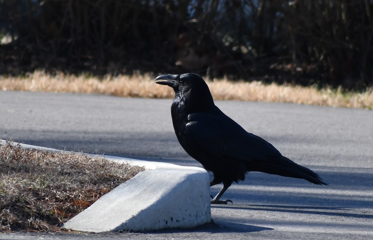 Common Raven - ML210018991