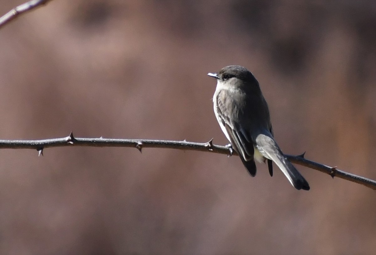 Eastern Phoebe - ML210019251