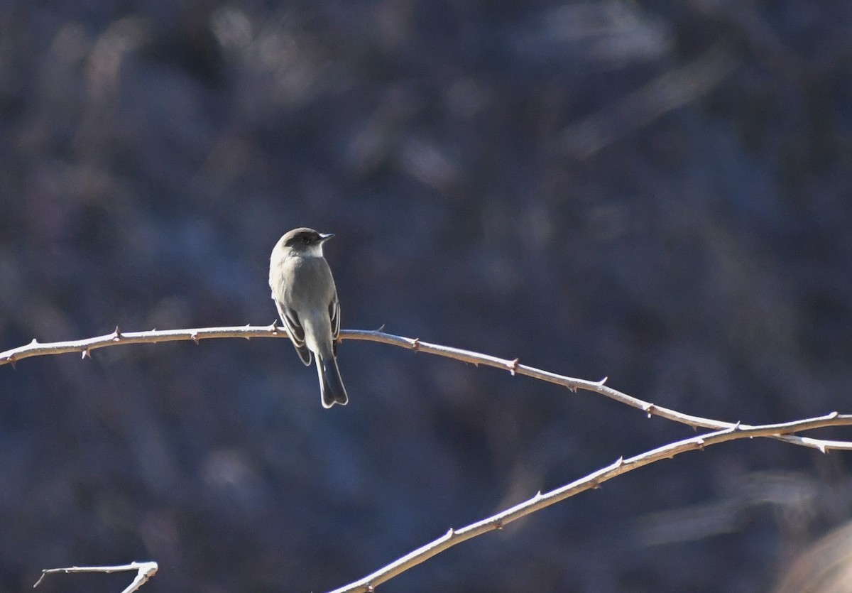 Eastern Phoebe - ML210019341