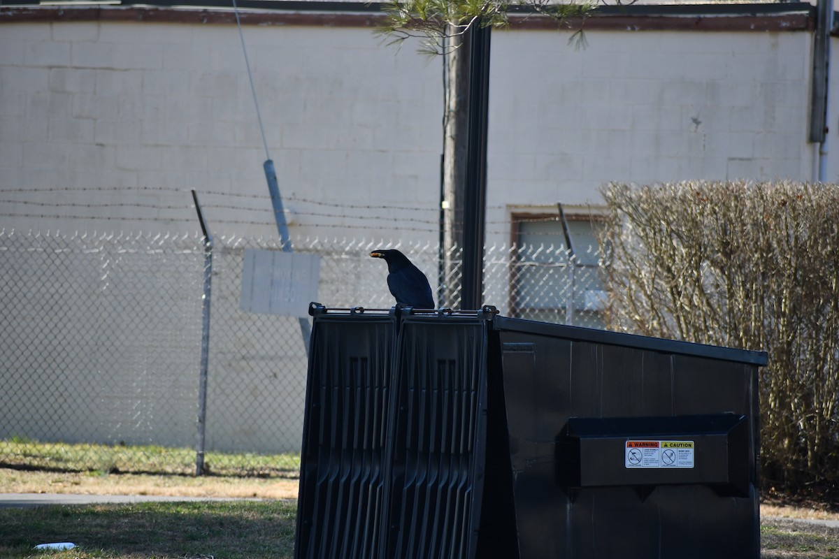 Common Raven - ML210019841