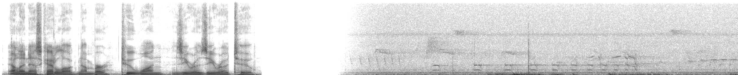 Аспидный колючник (punctatus/interpositus) - ML21002