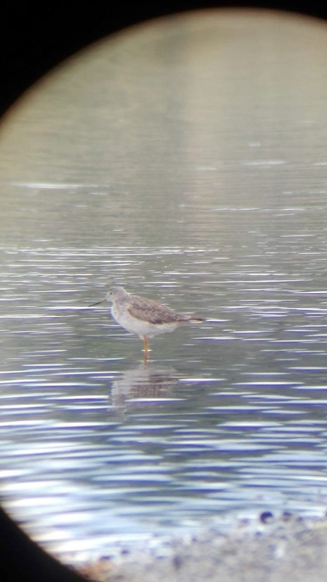 Lesser Yellowlegs - ML210020261