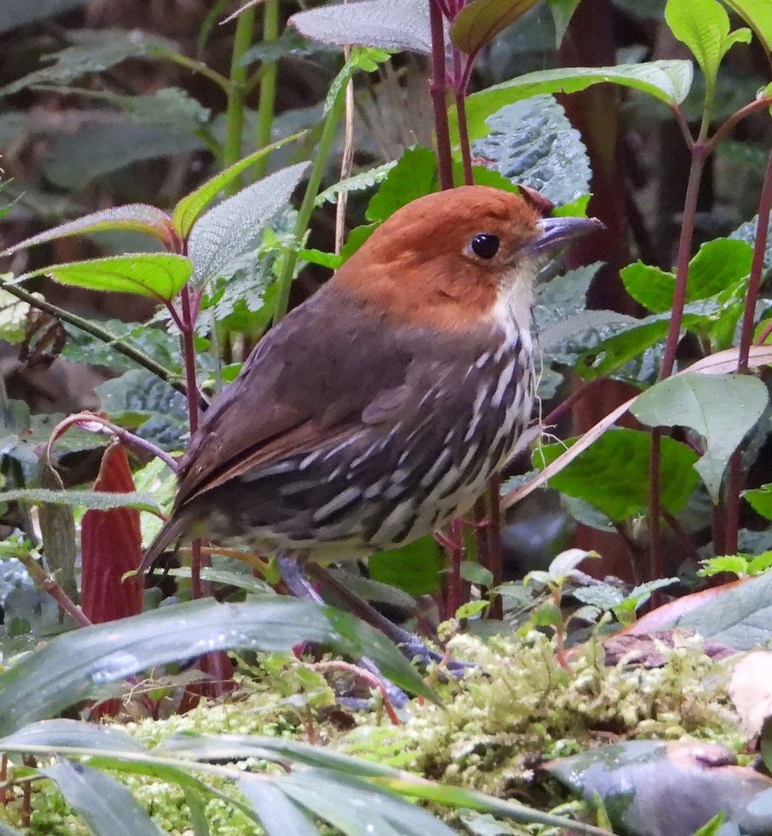 Chestnut-crowned Antpitta - Matt Whitbeck