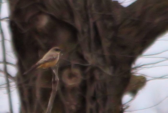 Say's Phoebe - Tim Tyler Sr