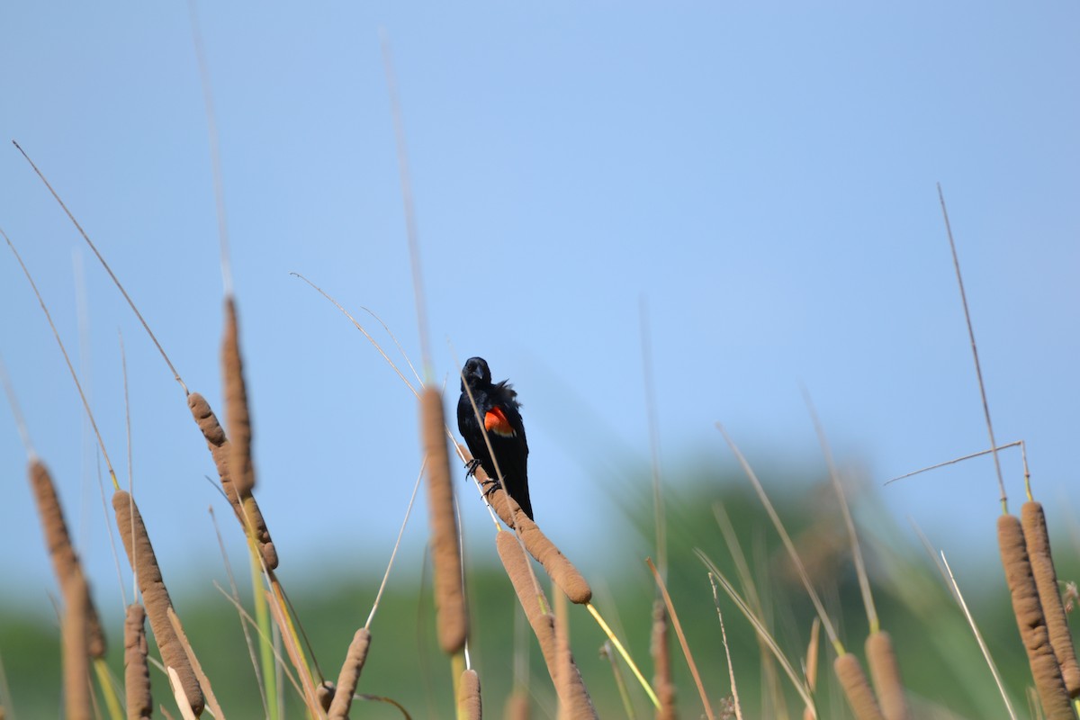 Red-winged Blackbird - ML210021191