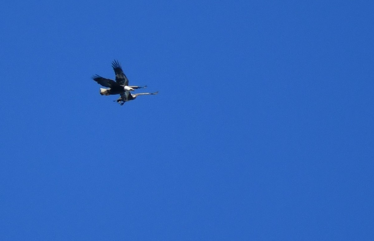 Bald Eagle - ML210021791