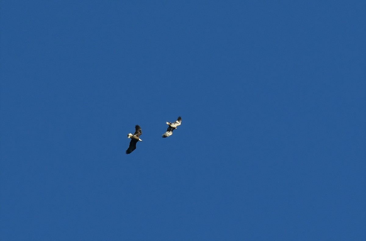 Bald Eagle - ML210022151
