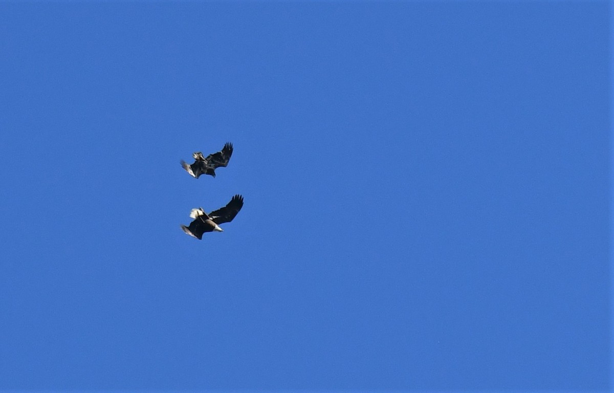 Bald Eagle - ML210022191