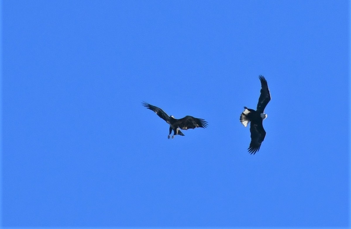 Bald Eagle - ML210022281