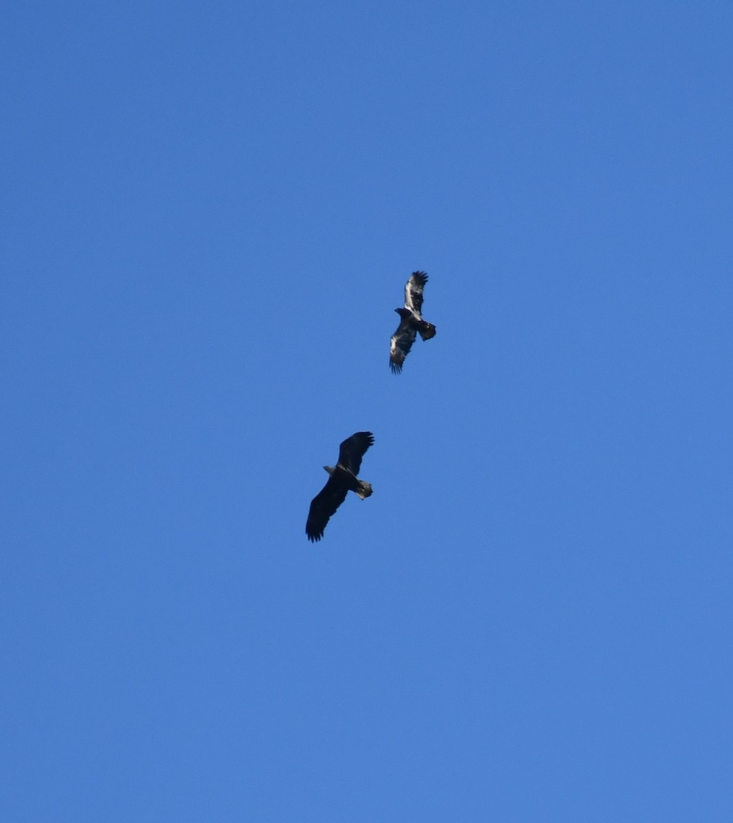 Bald Eagle - ML210022421