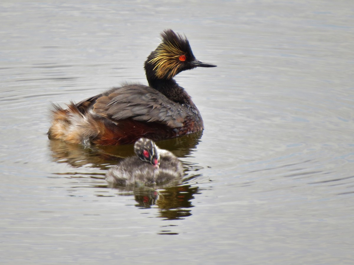 Eared Grebe - Marya Moosman