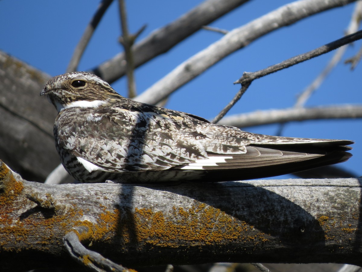 Common Nighthawk - ML210023091