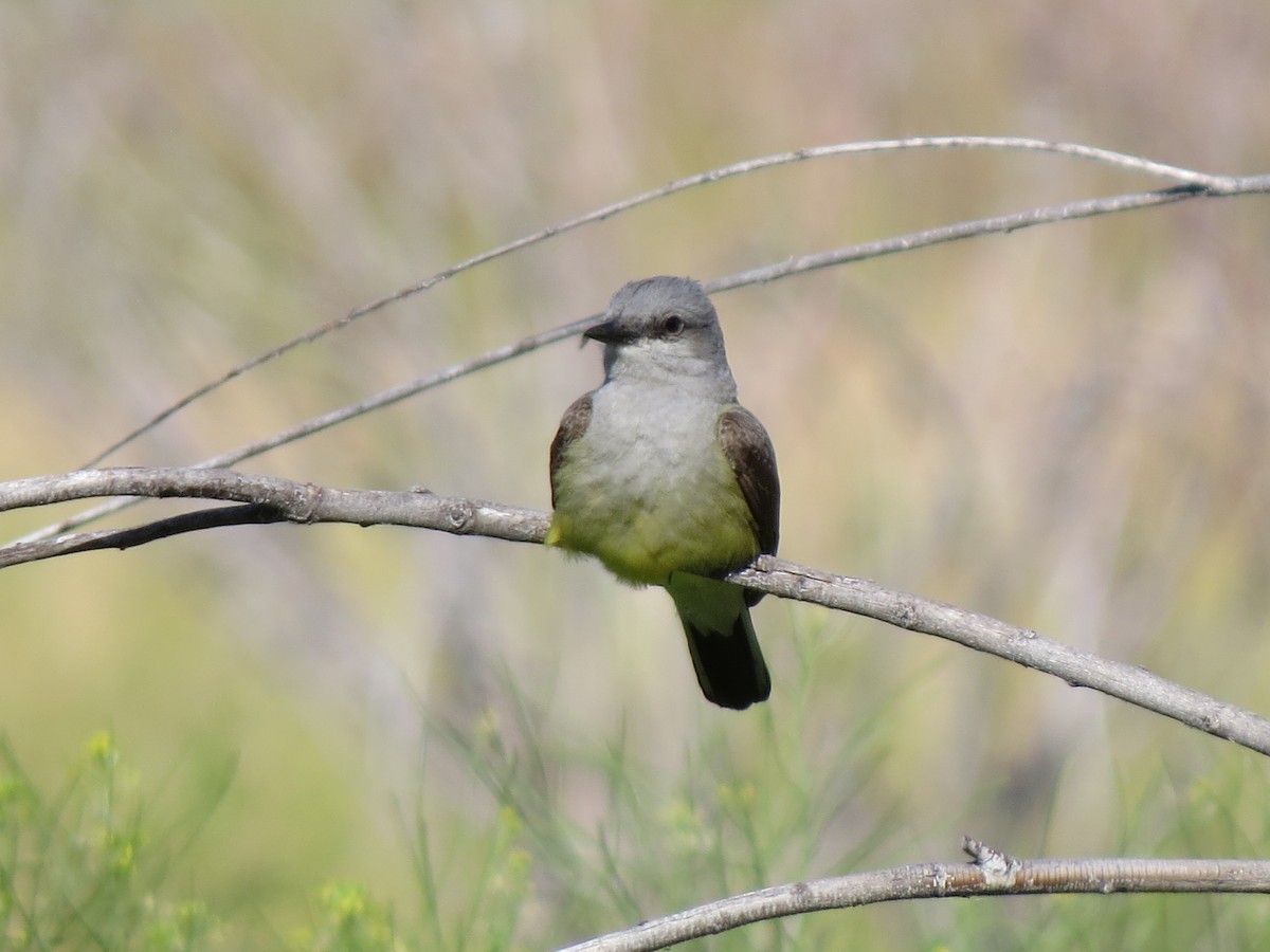 Western Kingbird - Marya Moosman