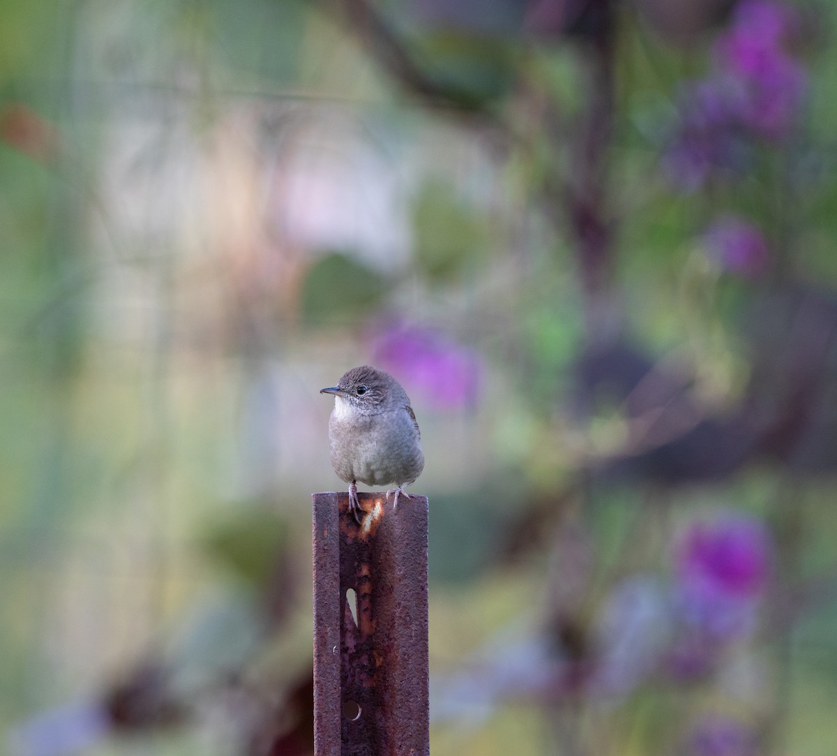 House Wren - Matthew Sabourin