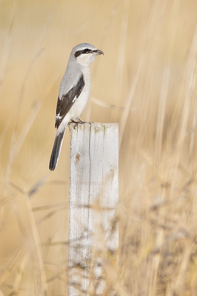 Northern Shrike - Jeff Dyck