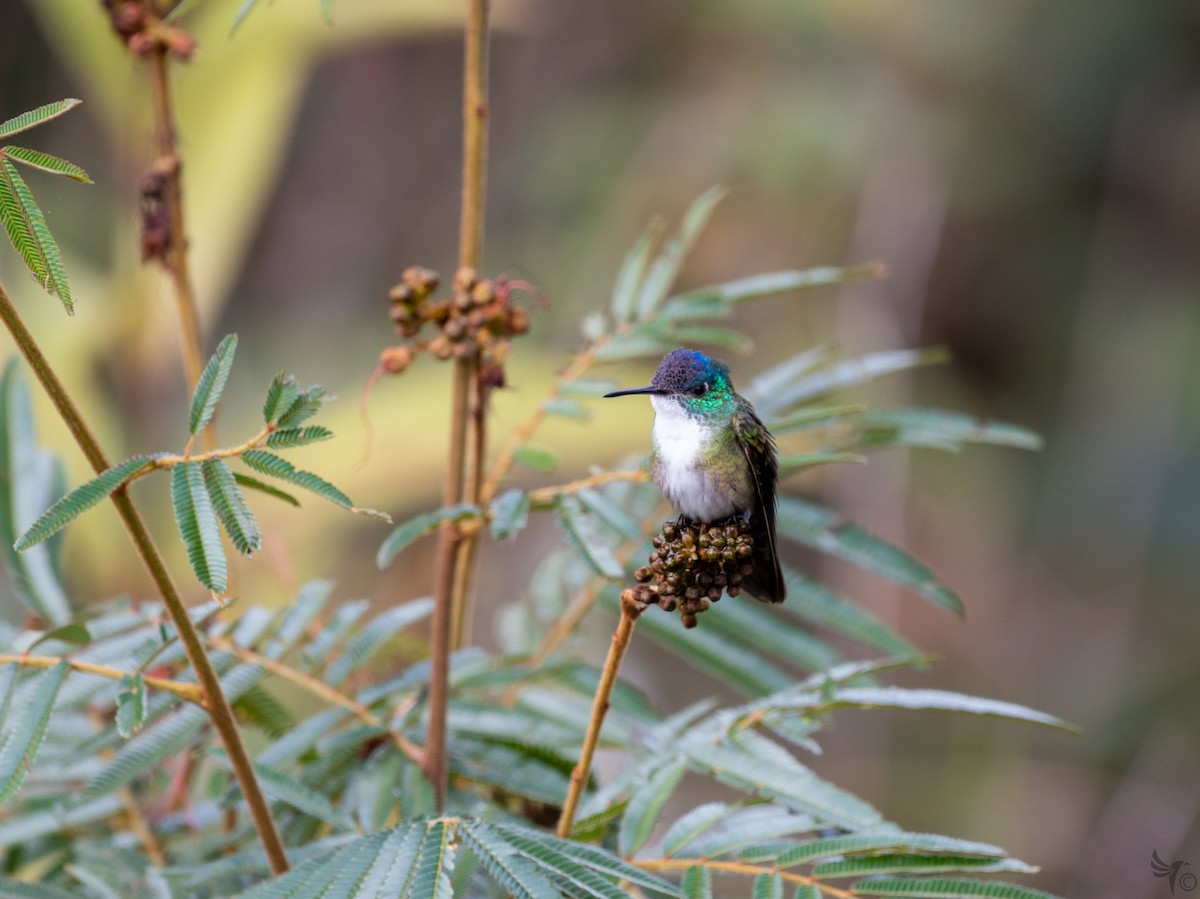 Azure-crowned Hummingbird - Michael Blees