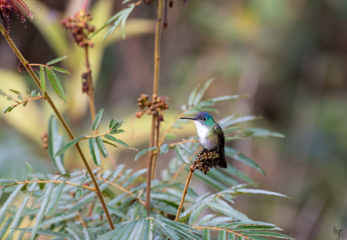 Azure-crowned Hummingbird - Michael Blees