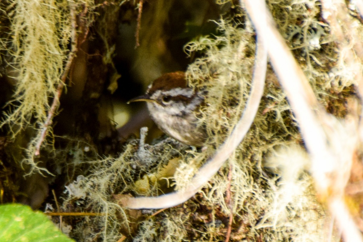 Timberline Wren - Alison Bentley