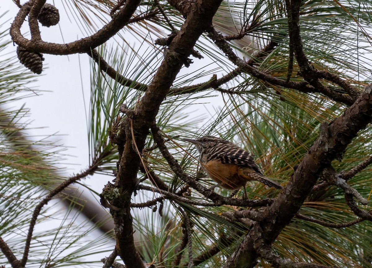 Band-backed Wren - Michael Blees