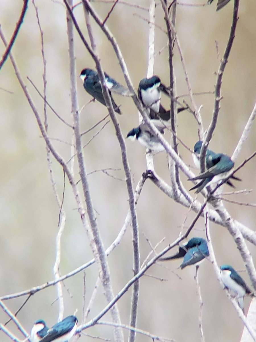 Tree Swallow - ML210027881