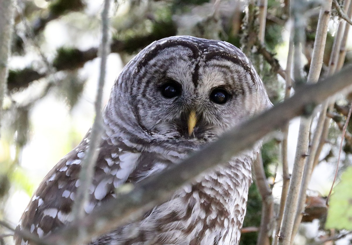 Barred Owl - Gregory Johnson