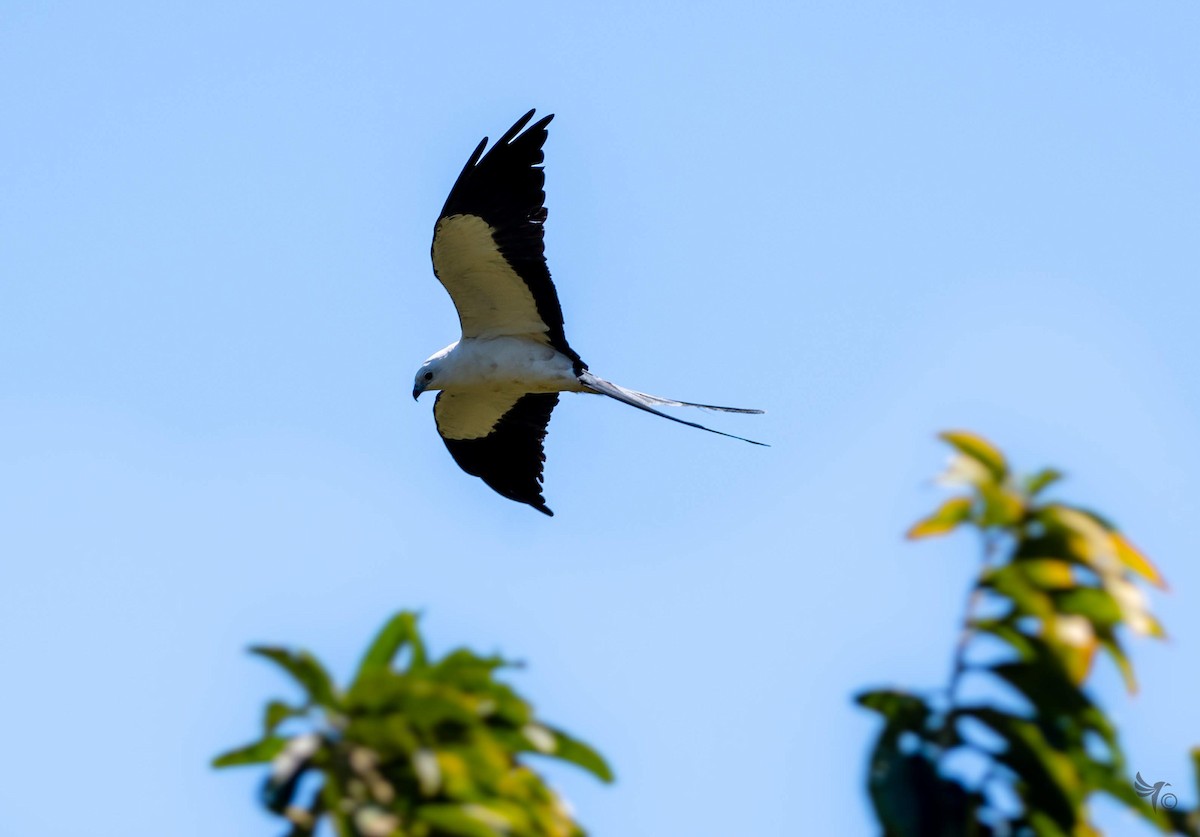 Swallow-tailed Kite - ML210032921