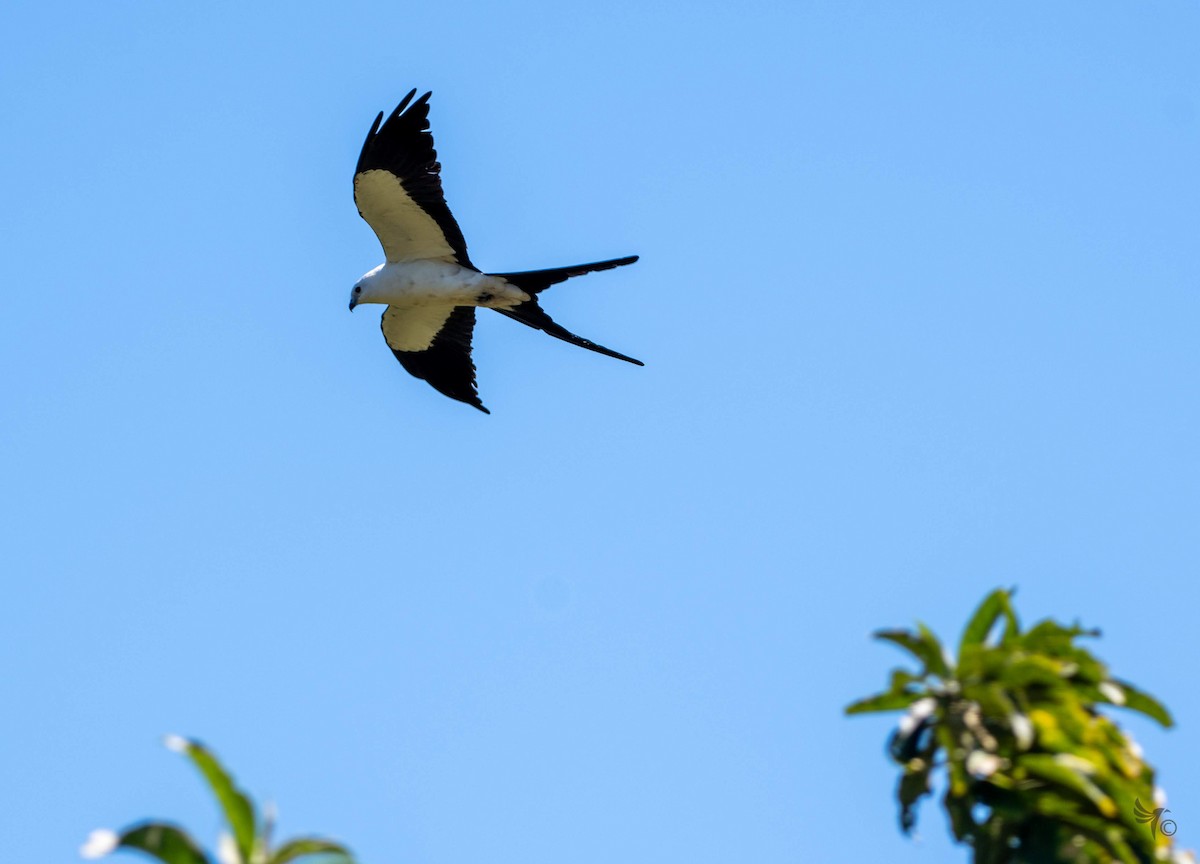 Swallow-tailed Kite - ML210032931