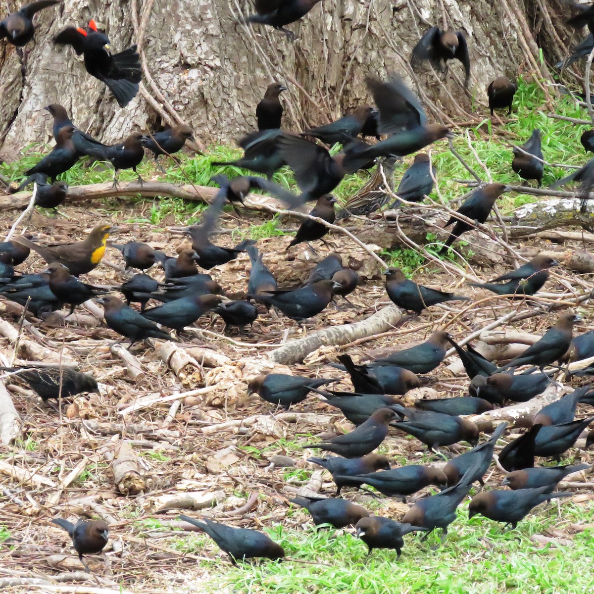 Brown-headed Cowbird - Rosemary Seidler