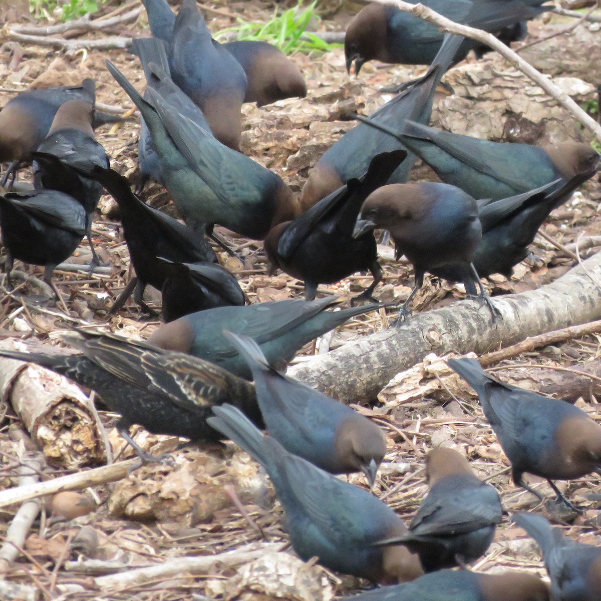 Brown-headed Cowbird - ML210033081