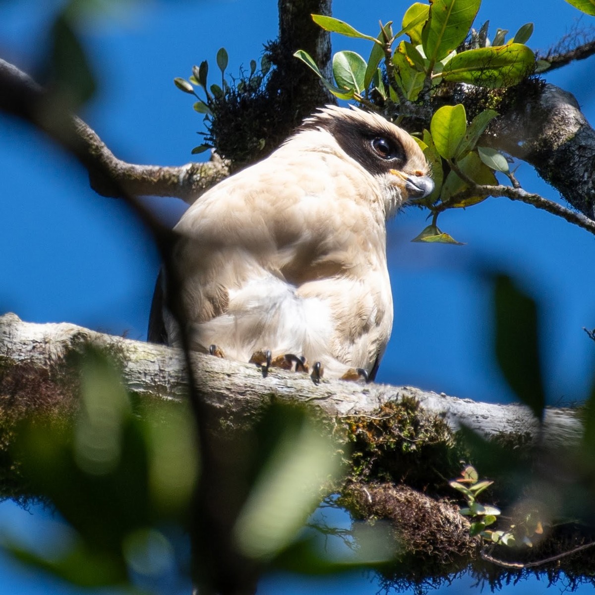 Laughing Falcon - ML210033121