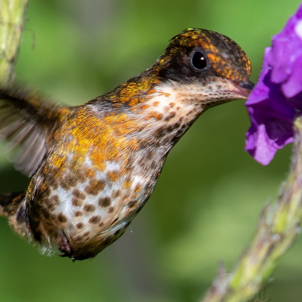 Black-crested Coquette - ML210034331