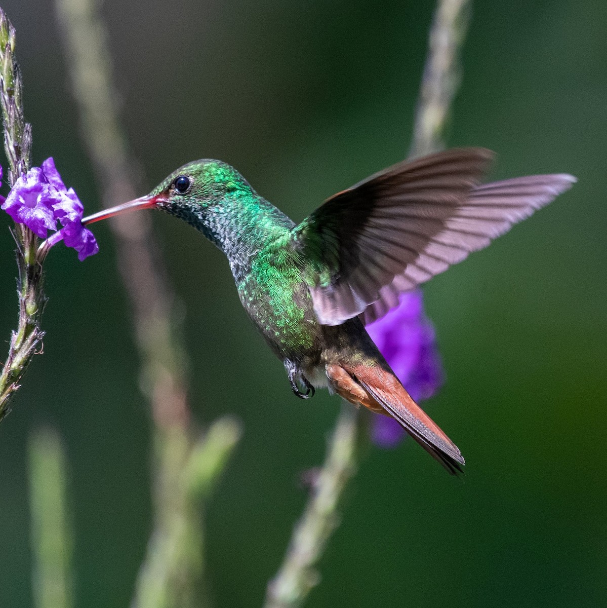 Rufous-tailed Hummingbird - ML210034551
