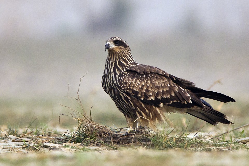 Black Kite (Black-eared) - ML21003461