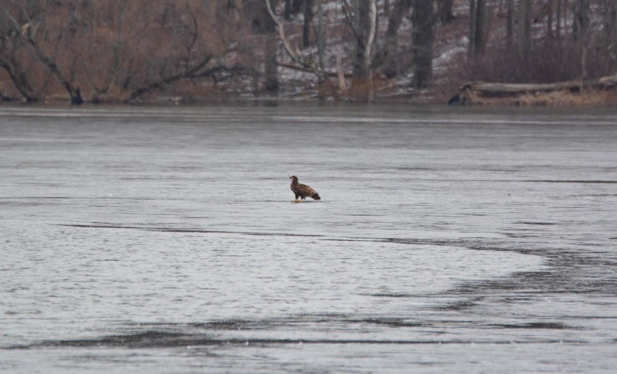 Bald Eagle - Brian O'Connor