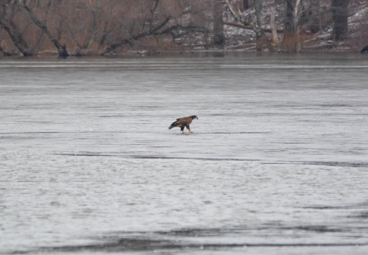 Bald Eagle - Brian O'Connor